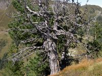 Alter Baum Hat Viel Erlebt